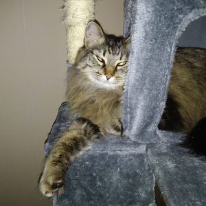 Meet your Posher, Joyce